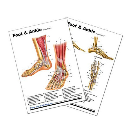 Foot and Ankle Anatomical Chart