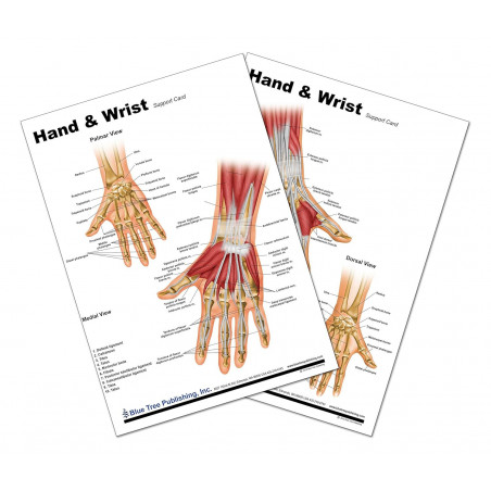 Hand and Wrist Anatomical Chart