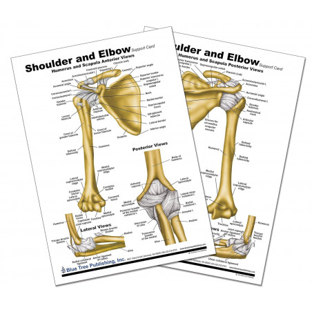 Shoulder and Elbow Anatomical Chart