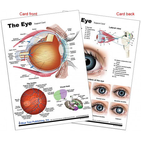 Eye Anatomical Chart