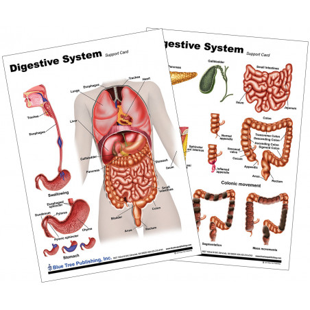 Digestive System Anatomical Chart