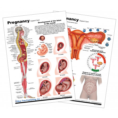 Pregnancy Anatomical Chart