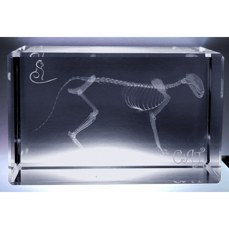 3D Cat Skeleton Crystal Gift for Veterinarians