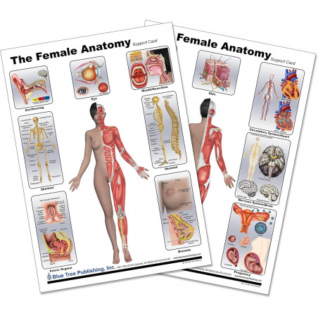 Female Anatomy Chart