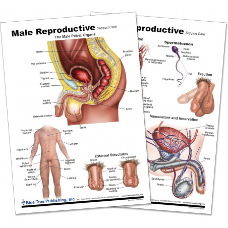 Male Reproductive Anatomy Chart