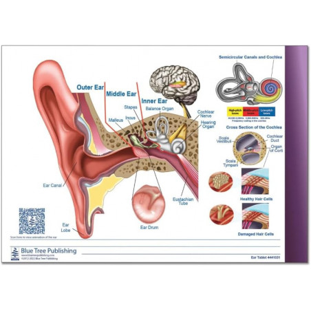 Ear and Audiogram Writing Tablet for Patient Education