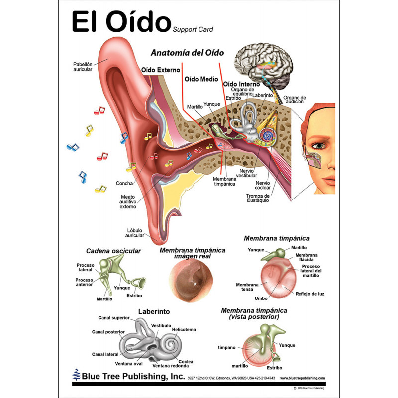 Left Ear Reference The Ear Anatomical Chart