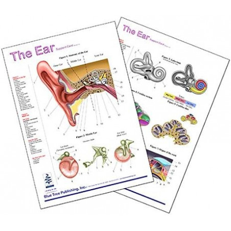The Ear Anatomical Chart
