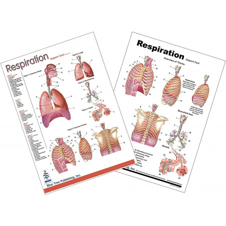 Respiration Anatomical Chart