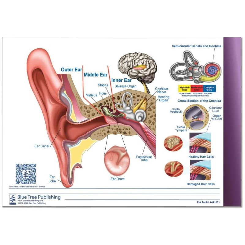 Ear and Audiogram Writing Tablet for Patient Education