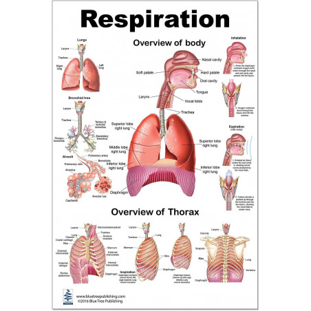 Respiration Large Poster