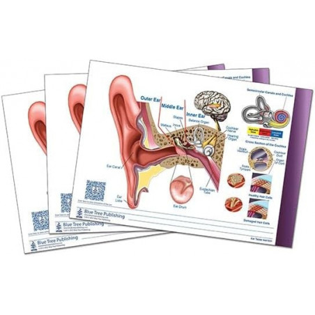 Ear and Audiogram Writing Tablet for Patient Education 3 pack