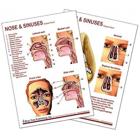 Nose and Sinuses Anatomical Chart