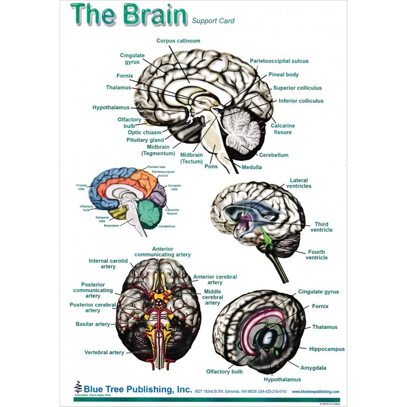 Human Brain Anatomy Chart Laminated Quick Reference Guide Images 