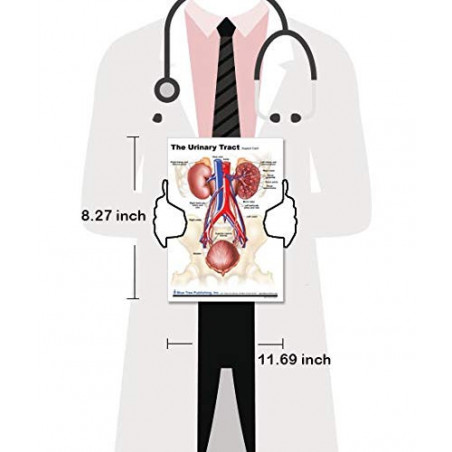 Urinary Tract Anatomical Chart, Bladder, Kidney, Bladder, Urinary System