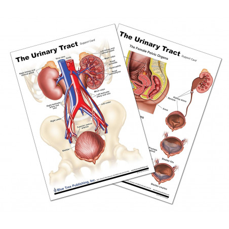 Urinary Tract Anatomical Chart, Bladder, Kidney, Bladder, Urinary System