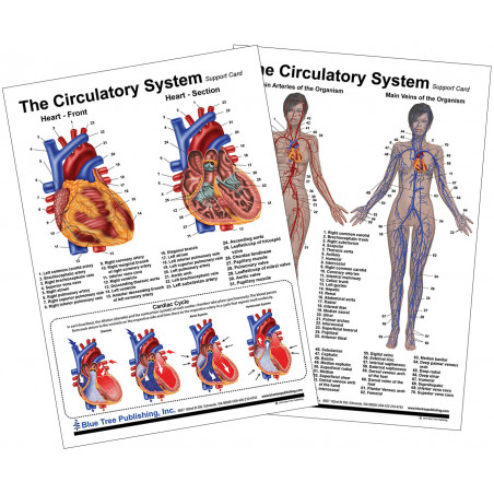 Circulatory and Heart Anatomical Chart