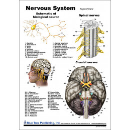 Spinal & Cranial Nerves Chart — Laminated Double-Sided A4 Reference Guide