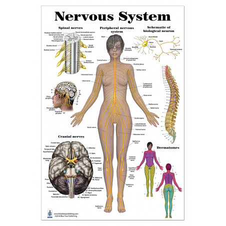 Nervous System Large Poster