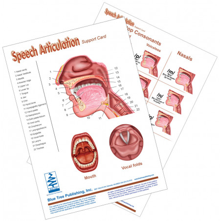 Speech Articulation Anatomy Chart Set, Speech Language Pathology - Vowels-fricative Consonants-diphthongs