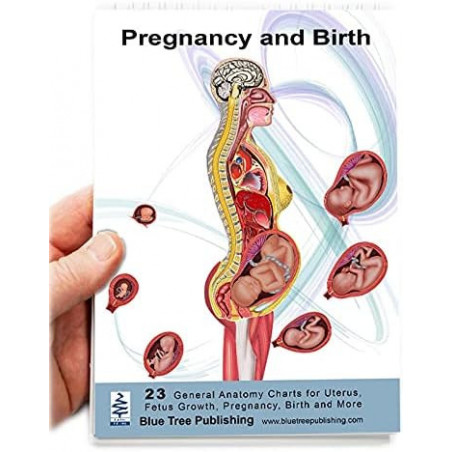 Pregnant and Birth Flip chart