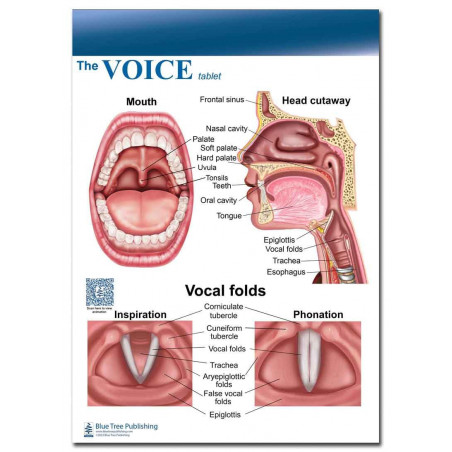 Voice and Larynx Tear Off Pads