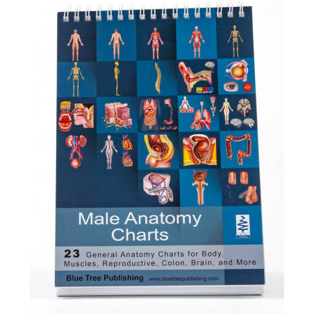 Male Anatomy and Reproductive Anatomy Flip Chart