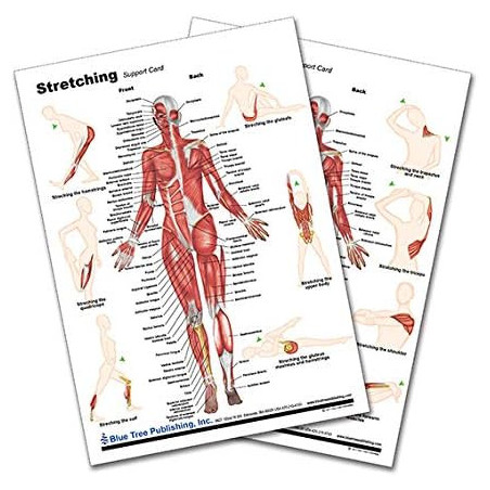 Stretching Chart, Muscle and Exercise