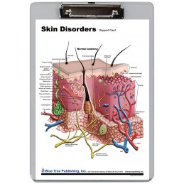 Muscle Anatomy for Female and Male Dry Erase Clipboard