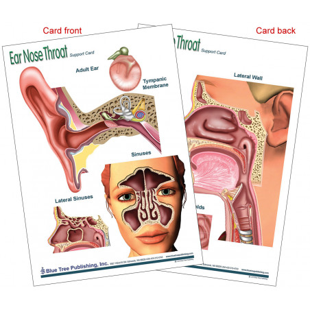 Ear Nose Throat Chart