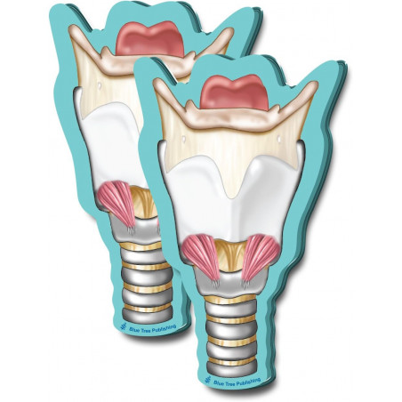 Larynx Sticky Notes 2 Pack