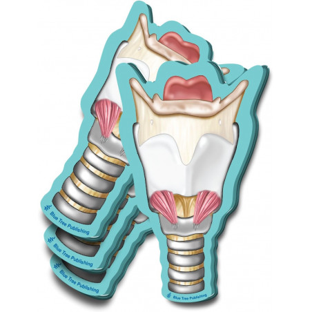 Larynx Sticky Notes 4 Pack