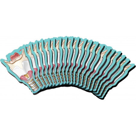 Larynx Sticky Notes 20 Pack