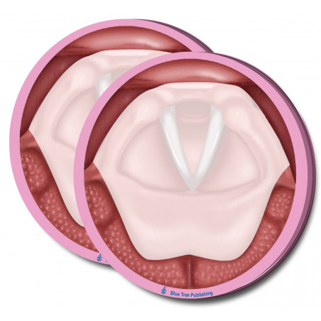Vocal Folds Sticky Notes 2 Pack