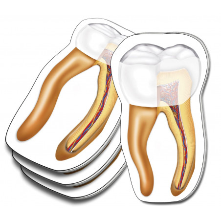 Tooth Sticky Notes 4 Pack
