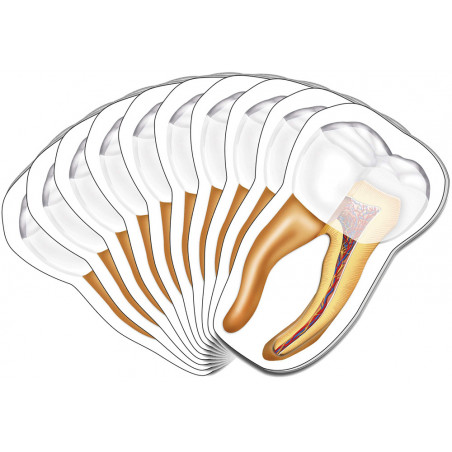 Tooth Sticky Notes 10 Pack