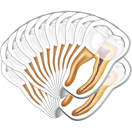 Tooth Sticky Notes 20 Pack