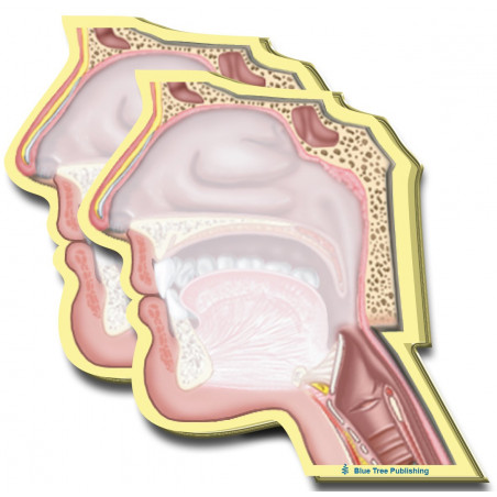 Head Cutaway Sticky Notes 2 Pack