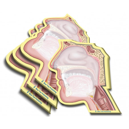 Head Cutaway Sticky Notes 4 Pack