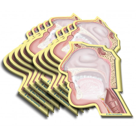 Head Cutaway Sticky Notes 10 Pack