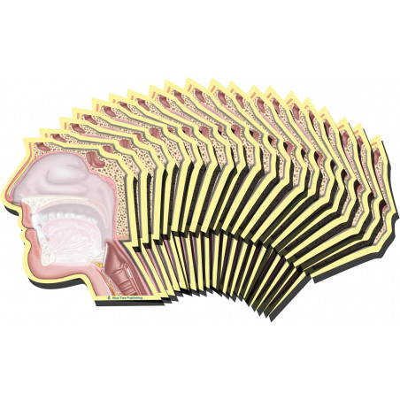 Head Cutaway Sticky Notes 20 Pack