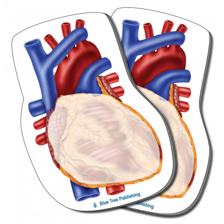 Heart Sticky Notes, Human Heart 2 Pack-100 Sheets Per Pack Physician, Cardiologists, Cardiovascular, pulmonary