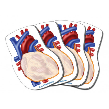 Heart Sticky Notes, Human Heart 4 Pack-100 Sheets Per Pack Physician, Cardiologists, Cardiovascular, pulmonary