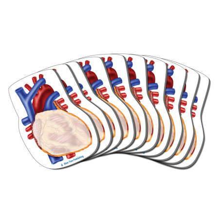Heart Sticky Notes, Human Heart 10 Pack-100 Sheets Per Pack Physician, Cardiologists, Cardiovascular, pulmonary