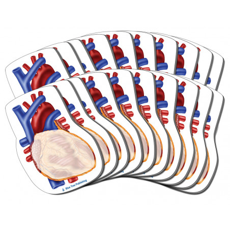 Heart Sticky Notes, Human Heart 20 Pack-100 Sheets Per Pack Physician, Cardiologists, Cardiovascular, pulmonary