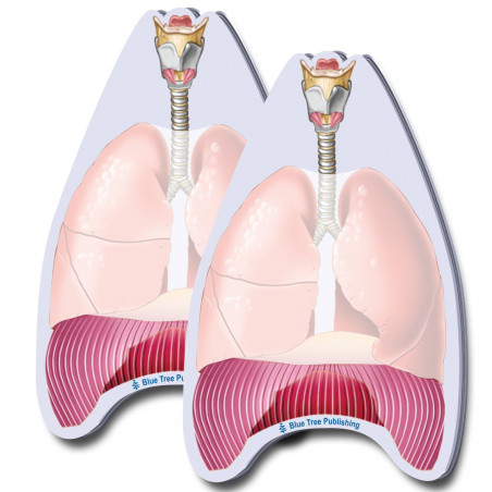 Lungs Sticky Notes 2 Pack