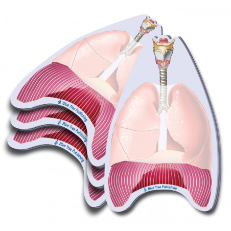 Lungs Sticky Notes 4 Pack