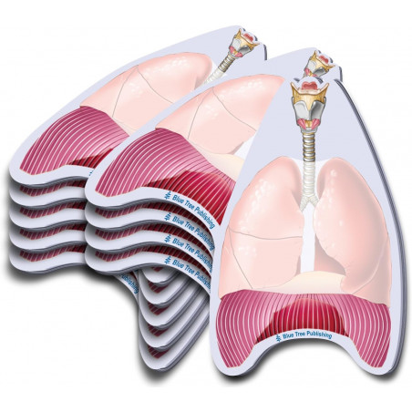 Lungs Sticky Notes 10 Pack