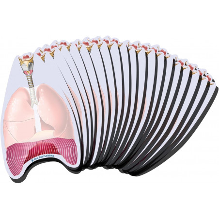 Lungs Sticky Notes 20 Pack