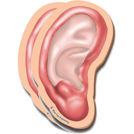 Outer Ear Sticky Notes 2 Pack